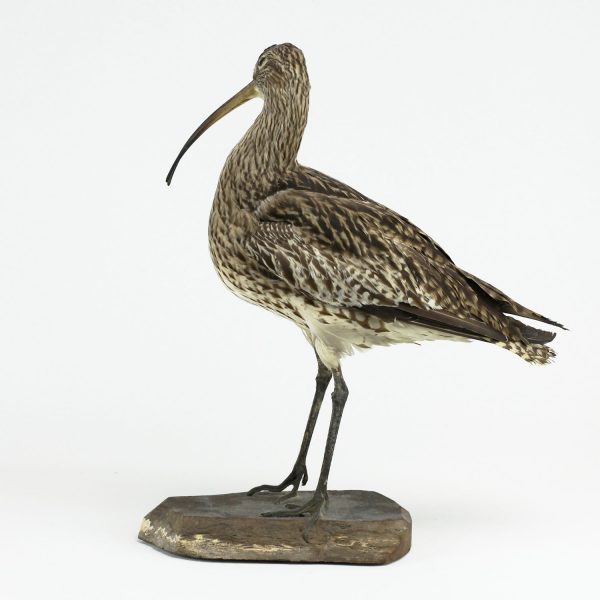 courlis naturalisé - artcession