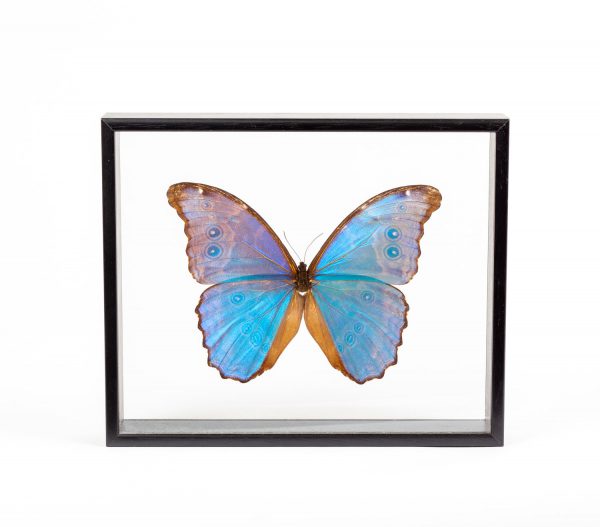 Artcession-DEYROLLE, papillons