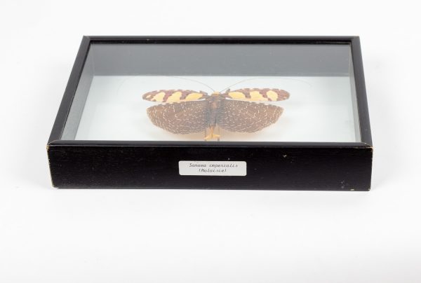 Artcession-DEYROLLE, papillons