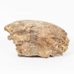 Artcession-Section d’ammonite fossilisée