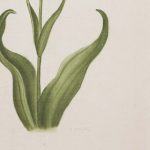 Artcession-Aquarelle Laffitte tulipes