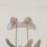 Artcession-Aquarelle Laffitte planches botanique