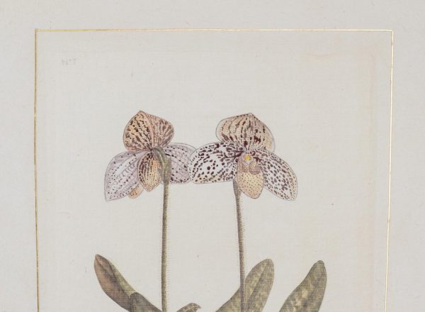 Artcession-Aquarelle Laffitte planches botanique