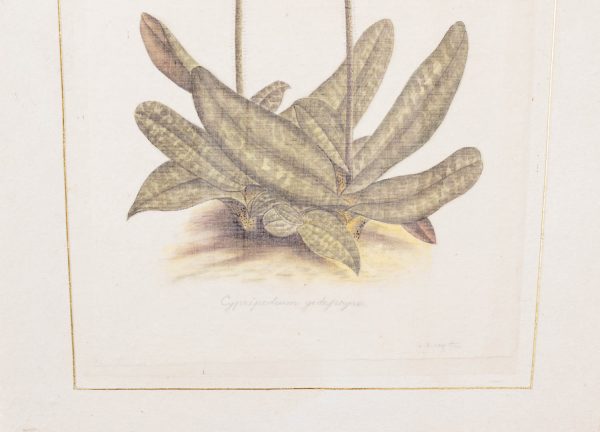 Artcession-Aquarelle Laffitte planches botanique