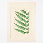 Artcession-Aquarelle Laffitte planches botanique