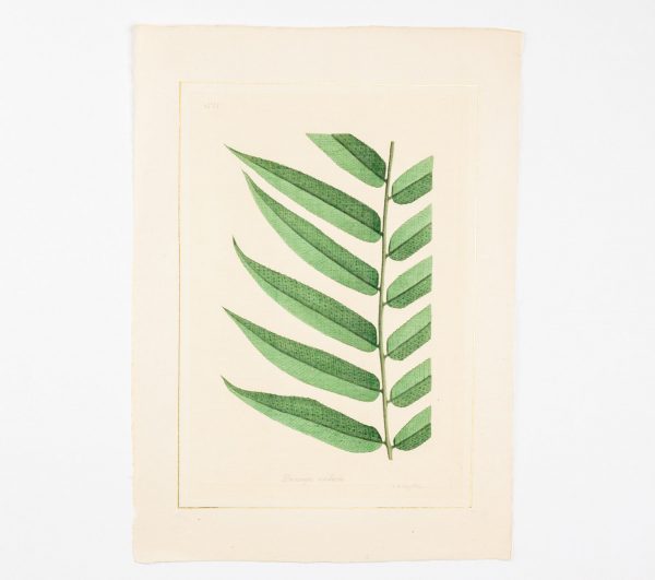 Artcession-Aquarelle Laffitte planches botanique