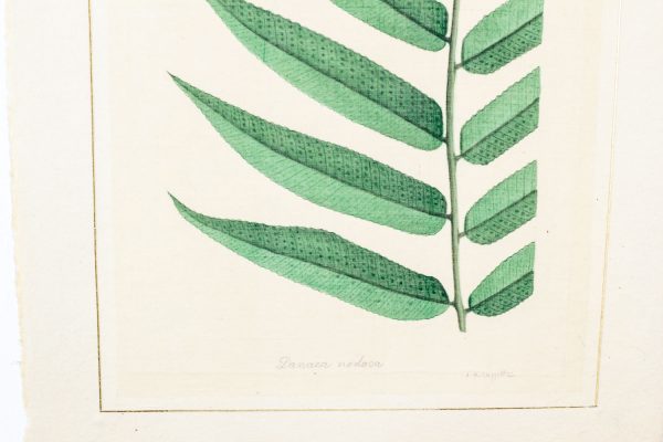 Artcession-Aquarelle Laffitte planches botanique