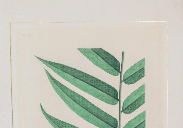 Artcession-Aquarelle Laffitte planches botanique