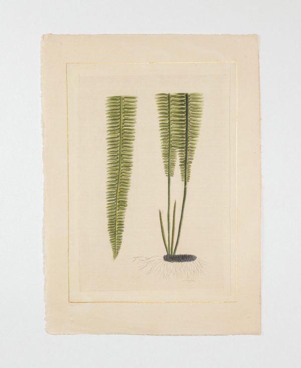 Artcession-Aquarelle Laffitte feuille et tulipe