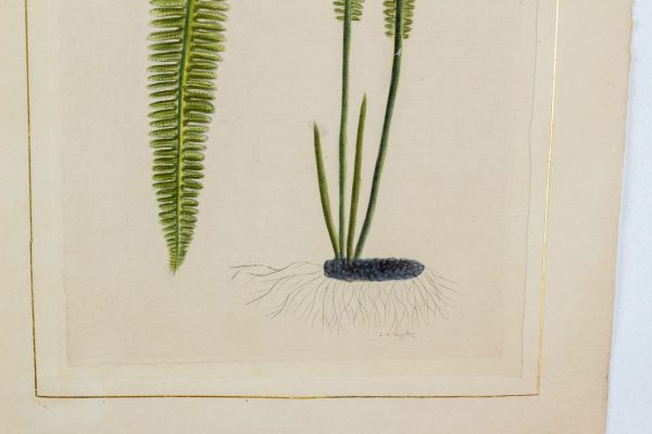 Artcession-Aquarelle Laffitte feuille et tulipe