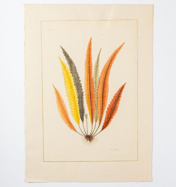 Artcession-Aquarelle Laffitte feuille et tulipe