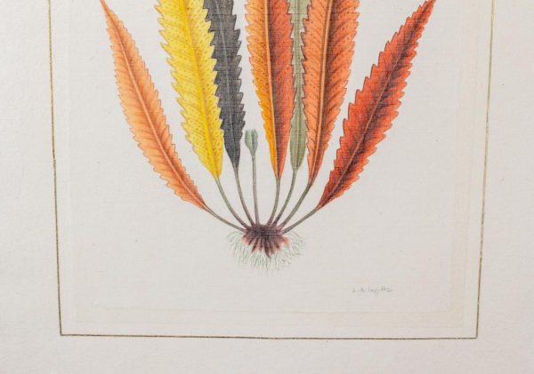 Artcession-Aquarelle Laffitte feuille et tulipe