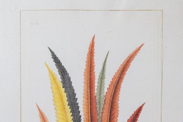 Artcession-Aquarelle Laffitte feuille et tulipe