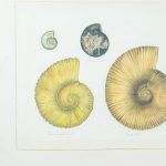 Artcession-Aquarelle Laffitte planche coquillages