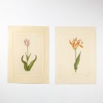 Artcession-Aquarelle Laffitte tulipes