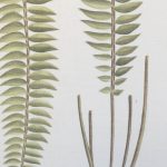 Artcession-Aquarelle Laffitte feuilles et racines