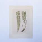 Artcession-Aquarelle Laffitte feuilles et racines