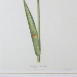 Artcession-Aquarelle Laffitte planche histoire naturelle