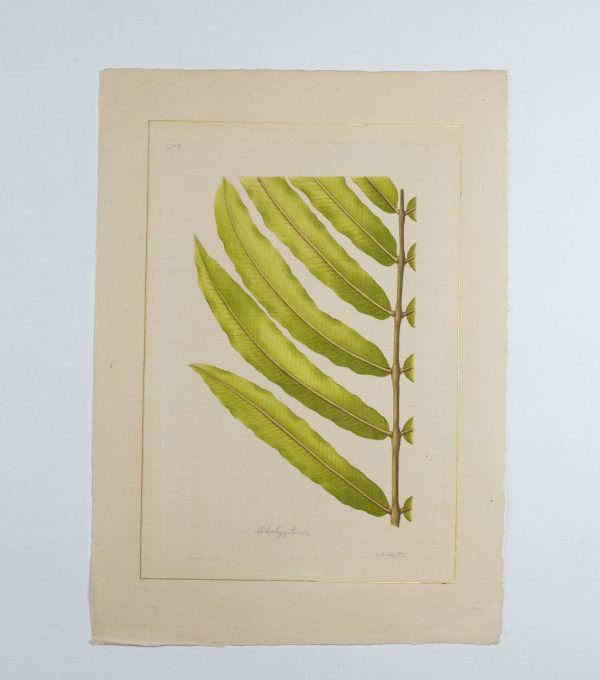 Artcession-Aquarelle Laffitte planche histoire naturelle